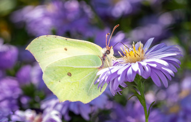 Gonepteryx rhamni - common brimstone butterfly with an aster