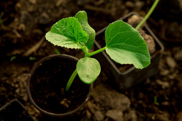 Cucumber seedlings, young sprouts in pots as new life concept