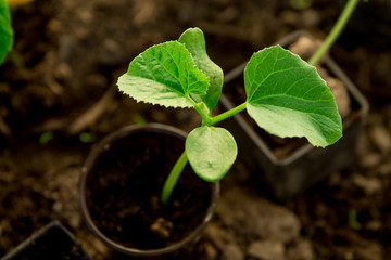 Cucumber seedlings, young sprouts in pots as new life concept