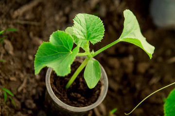 Cucumber seedlings, young sprouts in pots as new life concept