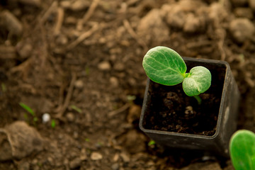 Cucumber seedlings, young sprouts in pots as new life concept