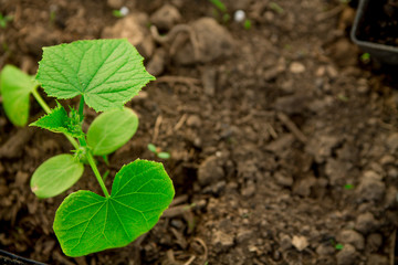 Cucumber seedlings, young sprouts in pots as new life concept