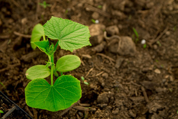 Cucumber seedlings, young sprouts in pots as new life concept