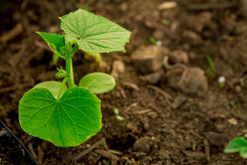 Cucumber seedlings, young sprouts in pots as new life concept