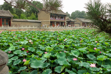 Fototapeta na wymiar Garden of Nelumbo nucifera, also known as Indian lotus, sacred lotus