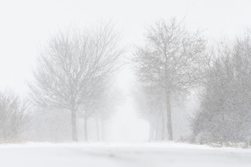 Road with trees and strong snowfall