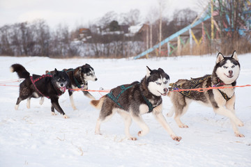 Huskies pull sledges. A winter activity. Husky sledding/husky safari. Huskies in harness.