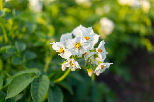 Potato blossoms
