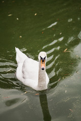 White swan floating in green water © glebchik