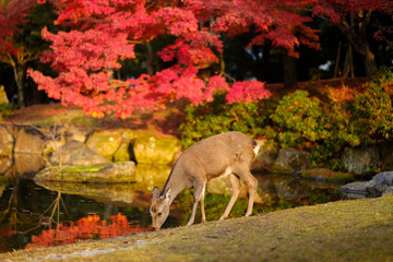 Deer and Autumn leaves 2