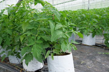Tomato trees are grown in poly bags in greenhouses