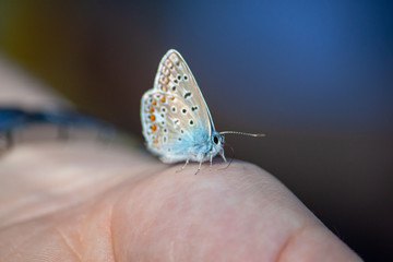 Kleiner Schmetterling auf Hand