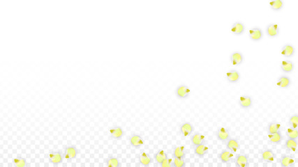 Vector Realistic Pink Petals Falling on Transparent Background.  Spring Romantic Flowers Illustration. Flying Petals. Sakura Spa Design. Blossom Confetti.