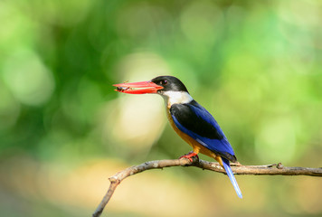 Black-capped Kingfisher (Halcyon pileata)