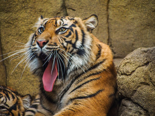 Tigers at London Zoo
