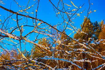 Winter landscape of the Russian province.Sergiev Posad.