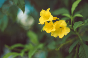 yellow jasmine flower