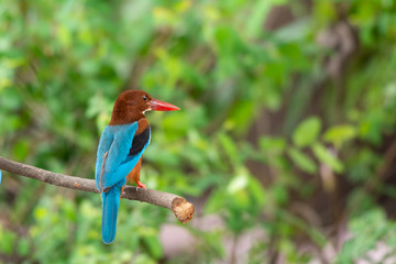 White-throated Kingfisher