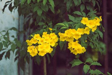 yellow jasmine blooming flower