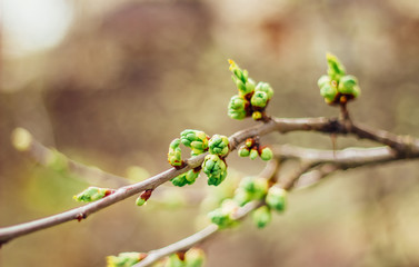 spring buds on trees