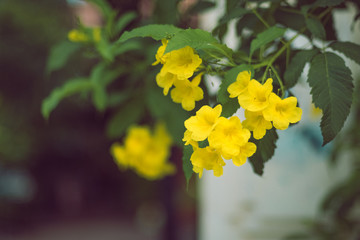 yellow jasmine blooming flower