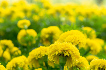 Yellow flowers background with soft focus.