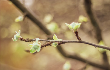 spring buds on trees