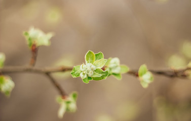 spring buds on trees
