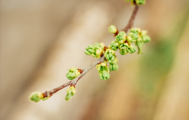 spring buds on trees