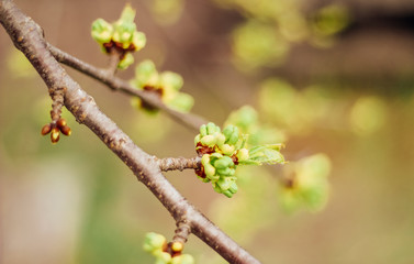 spring buds on trees