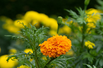 Yellow flowers background with soft focus.