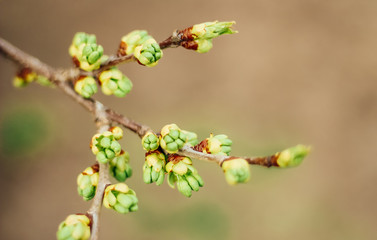 spring buds on trees