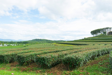 Fototapeta na wymiar tea plantation farmland