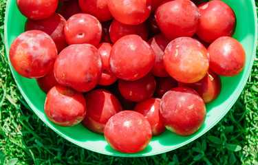 plum on the background of green grass
