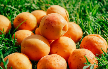 apricots on a background of green grass