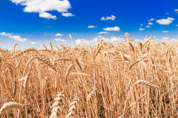 Fototapeta na wymiar wheat field, blue sky summer
