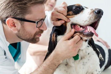 Closeup of doctor examining dog's teeth at veterinary clinic