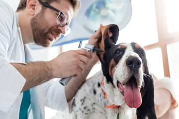 Closeup of doctor examining dog's ear with otoscope equipment at veterinary clinic