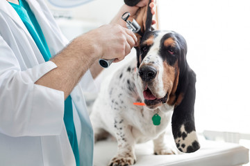 Midsection of doctor examining dog's ear with otoscope equipment at veterinary clinic