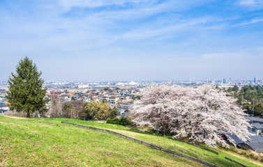 Fototapeta premium 桜が咲く丘と住宅街