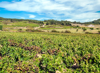Fototapeta na wymiar Fields of vineyards in Lagrasse in the south of France on a sunny day
