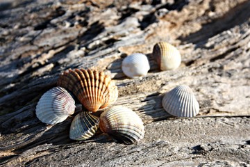 shells on wooden trunk at the sea. winter season.