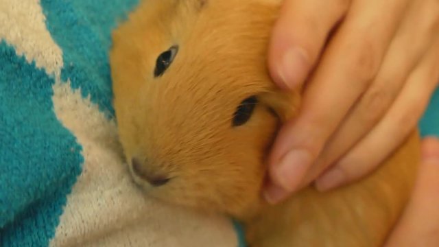 closeup video of cute cavy in womans hands. red playful guinea pig enjoy playing