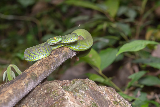 Green snake in rain forest,