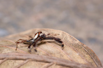 Jumping Spider