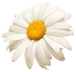 One white daisy flower isolated on white background. Flat lay, top view. Floral pattern, object