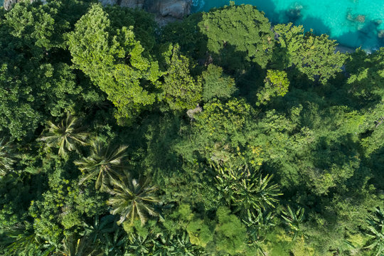 Top view landscape of Beautiful tropical rainforest in summer season image by Aerial view drone shot, high angle view