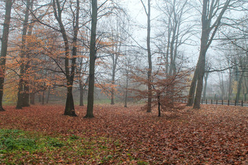 Obraz premium forest in autumn