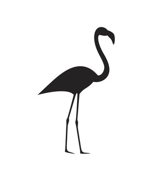 Flamingo silhouette. Isolated flamingo on white background