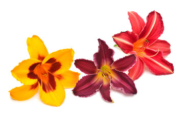 Collection delicate flower day lily isolated on white background. Bright yellow, purple and red color. Floral pattern, object. Flat lay, top view